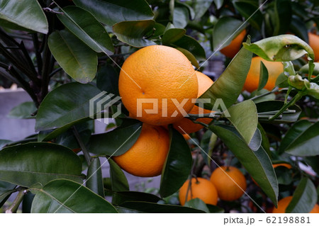 我が家の自家製オレンジ 62198881