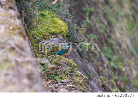 河原の土手で獲物を探すカワセミ 河原の土手で獲物を探すカワセミ 62200577