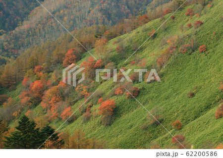 大川入山の紅葉 62200586