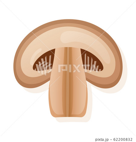 Fresh royal champignon mushrooms slice, isolated on white background. Vector illustration. Fresh royal champignon mushrooms slice, isolated on white background. Vector illustration. 62200832