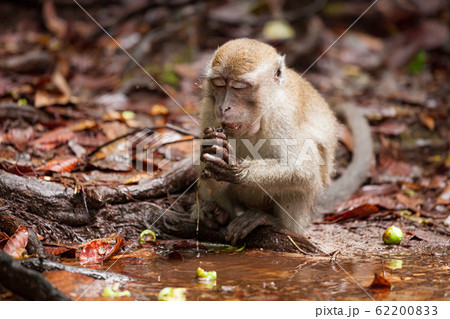 Wild long-tailed macaque in Bako national park 62200833