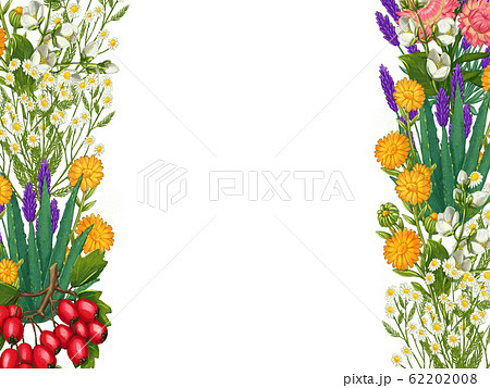 Hand drawn medicinal plant frame. Healing herbs border. isolated on white background 62202008