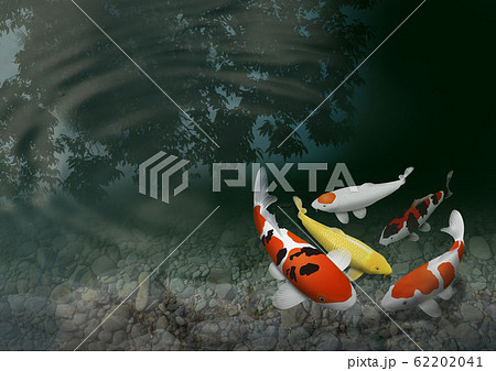 錦鯉のイラスト素材 6241