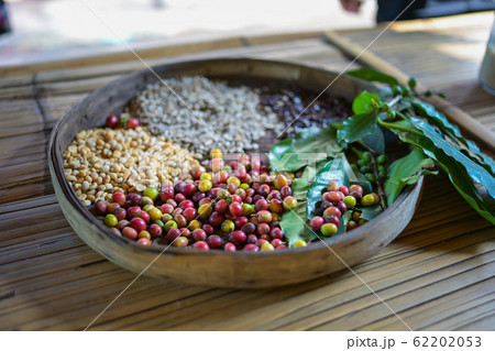 basket with Ripe coffee leaves basket with Ripe coffee leaves 62202053