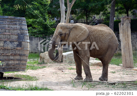 big elephant in zoo park animal detail photography 62202301