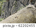 small lizard on rock nature detail summer photo 62202455