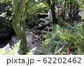 small forrest river and waterfall through trees 62202462