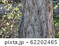 detail of bark of old tree photography 62202465
