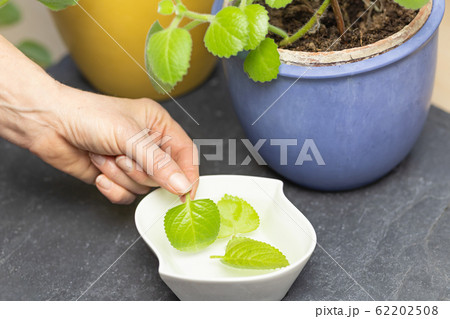 Preparation of Silver Spurflower Tea. 62202508