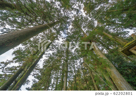Japanese Giant Cedar Trees in Forest. Tall trees 62202801