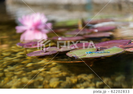Close-up of blue-tailed damselfly sitting on water lily at natural swimming pool, sunny day Close-up of blue-tailed damselfly sitting on water lily at natural swimming pool, sunny day 62202833