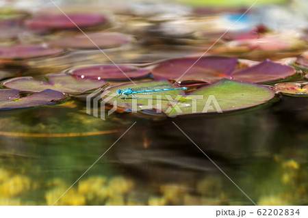 Close-up of blue-tailed damselfly sitting on water lily at natural swimming pool, sunny day 62202834