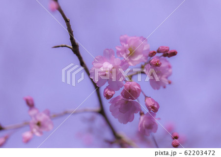 満開のさくら 満開のさくら 62203472