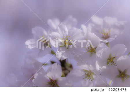 満開のさくら 満開のさくら 62203473