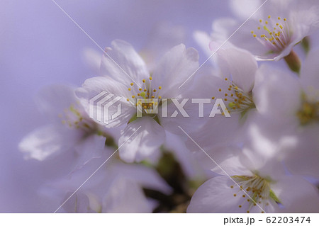 満開のさくら 満開のさくら 62203474
