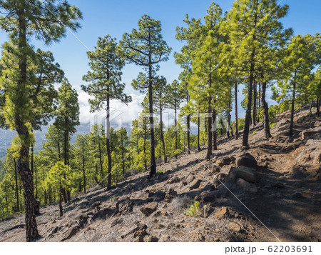 Volcanic landscape and lush green pine tree forest at hiking trail to Pico Bejenado mountain at national park Caldera de Taburiente, volcanic crater in La Palma, Canary Islands, Spain Volcanic landscape and lush green pine tree forest at hiking trail to Pico Bejenado mountain at national park Caldera de Taburiente, volcanic crater in La Palma, Canary Islands, Spain 62203691
