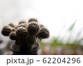 beautiful prickly cactus on the window background 62204296