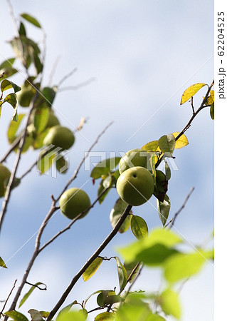 カリン カリン 62204525