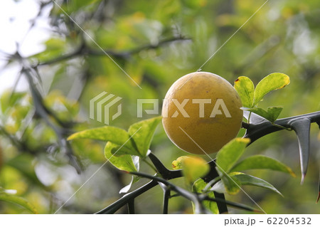 カラタチの果実 62204532