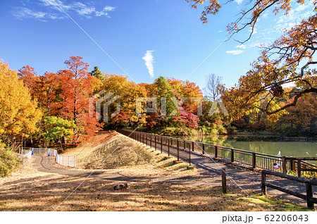 紅葉の狭山公園 宅部池 紅葉の狭山公園 宅部池 62206043