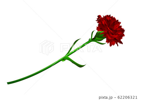 Red carnation flower isolated on white background 62206321