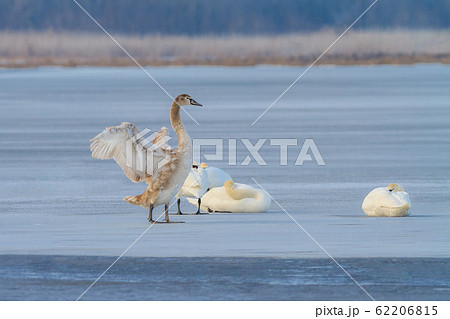 white swans in winter white swans in winter 62206815