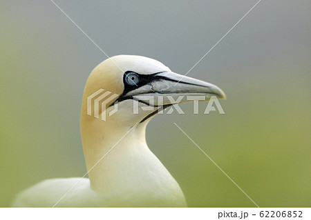 Beautiful morning light. Northern gannet, detail 62206852