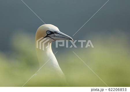 Beautiful morning light. Northern gannet, detail 62206853