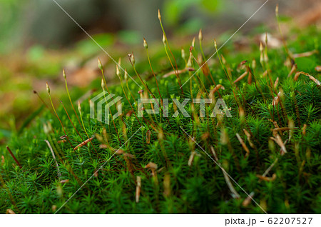 Colorful green fresh forest Polytrichales moss. Colorful green fresh forest Polytrichales moss. 62207527