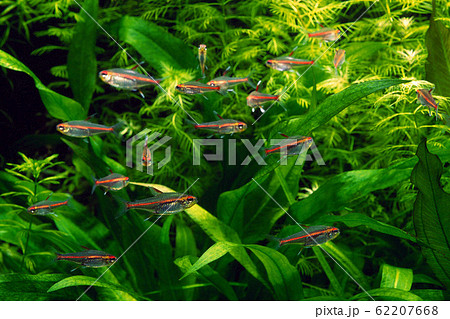 グロ－ライトテトラ 62207668