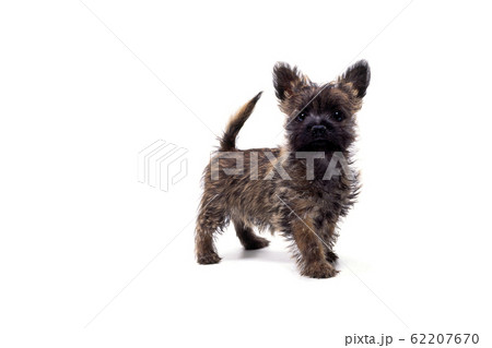 ケアンテリア 62207670