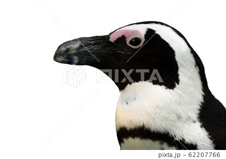 ペンギンのアップ 62207766