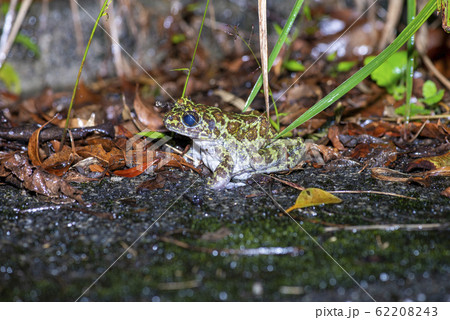オキナワイシカワガエル 62208243