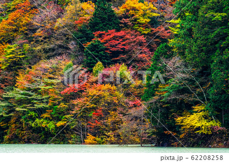 高瀬渓谷の紅葉 高瀬渓谷の紅葉 62208258