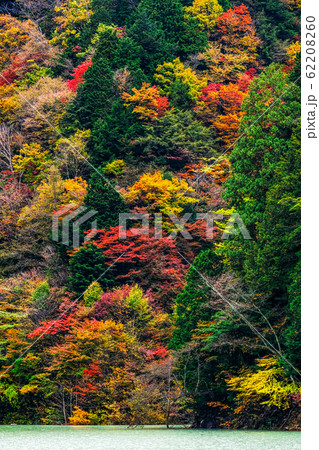 高瀬渓谷の紅葉 高瀬渓谷の紅葉 62208260