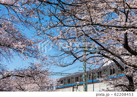 (東京都-風景)神田川沿いの桜並木７ 62208453