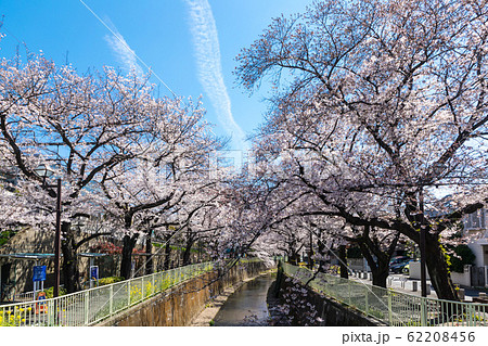(東京都-風景)神田川沿いの桜並木4 (東京都-風景)神田川沿いの桜並木4 62208456