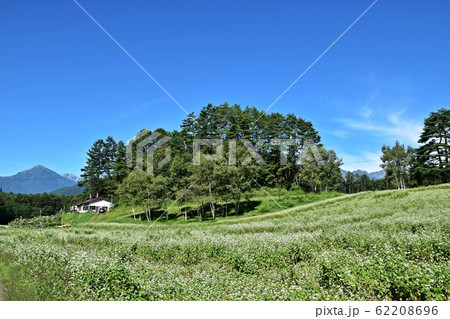 初夏の信州中山高原 絶景の蕎麦畑 62208696