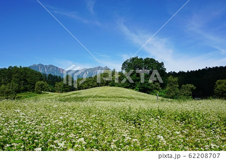 絶景の蕎麦畑 初夏の信州中山高原と北アルプス 絶景の蕎麦畑 初夏の信州中山高原と北アルプス 62208707