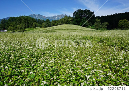 絶景の蕎麦畑 初夏の信州中山高原と北アルプス 絶景の蕎麦畑 初夏の信州中山高原と北アルプス 62208711