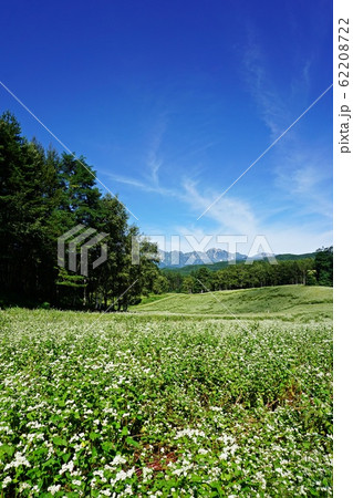 絶景の蕎麦畑 初夏の信州中山高原と北アルプス 絶景の蕎麦畑 初夏の信州中山高原と北アルプス 62208722