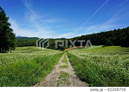 絶景の蕎麦畑 初夏の信州中山高原 62208726