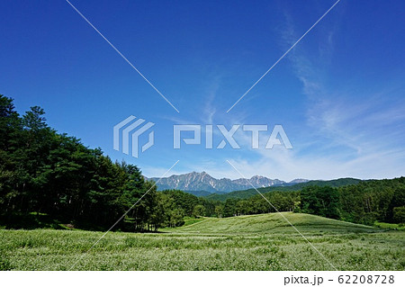 絶景の蕎麦畑 初夏の信州中山高原と北アルプス 絶景の蕎麦畑 初夏の信州中山高原と北アルプス 62208728