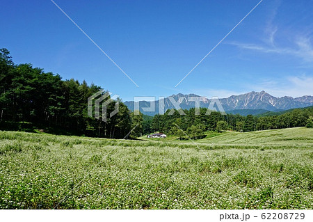絶景の蕎麦畑 初夏の信州中山高原と北アルプス 絶景の蕎麦畑 初夏の信州中山高原と北アルプス 62208729