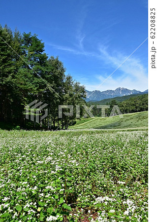 絶景の蕎麦畑 初夏の信州中山高原と北アルプス 62208825