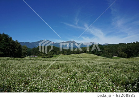 絶景の蕎麦畑 初夏の信州中山高原と北アルプス 絶景の蕎麦畑 初夏の信州中山高原と北アルプス 62208835