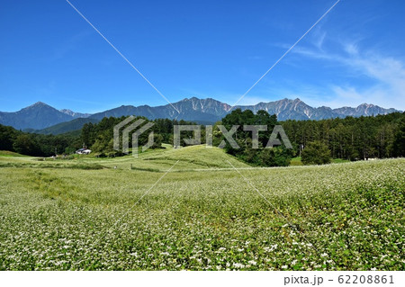 絶景の蕎麦畑 初夏の信州中山高原と北アルプス 絶景の蕎麦畑 初夏の信州中山高原と北アルプス 62208861