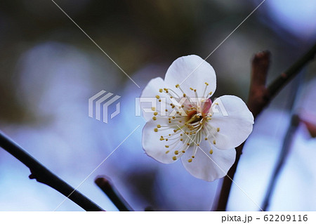 ウメ　Japanese apricot 62209116