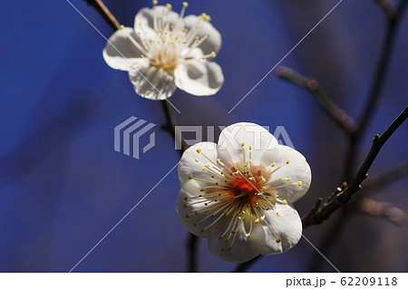 ウメ Japanese apricot ウメ Japanese apricot 62209118