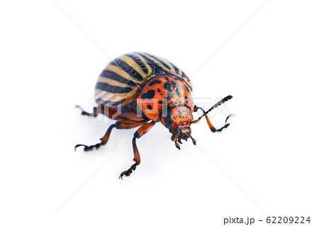 Colorado beetle photographed on a white background Colorado beetle photographed on a white background 62209224